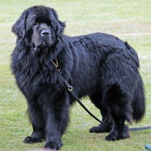 picture of black Newfoundland dog standing, Sheenmarie Right On Time