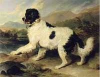 picture of landseer newfoundland dog called Lion painted by Sir Edwin Landseer