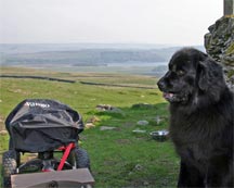 Picture of black Newfoundland dog sat beside a four wheeled cart in the Yorkshire Dales
