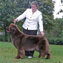 CH Shalowseas Bear Necessity
