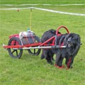 picture of newfoundland dog pendragon georgy girl with cart