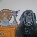 picture of Pendragon Georgy Girl - Georgy with trophies