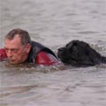 picture of black newfoundland Pendragon Georgy Girl - Georgy swimming with handler