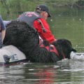 picture of black newfoundland dog Pendragon Georgy Girl - Georgy leaving boat