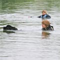 picture of newfoundland dog Pendragon Georgy Girl - Georgy retrieving person from water