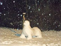 Snow Newf