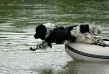 Picture of Landseer Newfoundland called Hudson jumping from boat into water