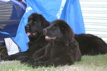 picture of two black newfoundland dogs at rest