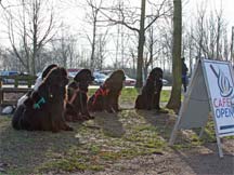 Picture of newfoundland dogs looking at a Cafe Noticeboard