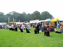 Picture of Newfoundland dogs waiting to be judged at Dog Show