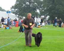 Picture of Black Newfoundland dog being shown at dog show