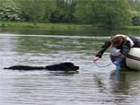Picture of a black Newfoundland approaching a boat correctly to take a rope