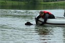 Picture of black newfoundland dog towing boat back to shore