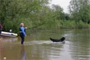 picture of black newfoundland dog being sent out by owner to rescue handler or stranger