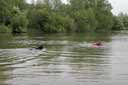 picture of black newfoundland dog swimming towards stranger/handler