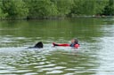 picture of black newfoundland dog arriving at stranger/handler