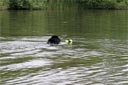 picture of the black newfoundland dog retrieving the object