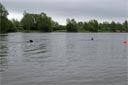 picture of Landseer dog approaching stranger who is splashing and calling