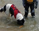 picture of landseer dog retrieving object from beneath the water