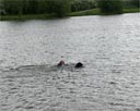 picture of black newfoundland dog and owner swimming side by side out from shore