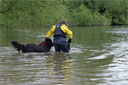 picture of brown newfoundland dog and owner leaving shore together at start of controlled swim