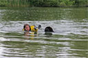 picture of brown newfoundland dog and owner on return to shore section of right hand 'L' controlled swim