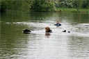 picture of black newfoundland dog having collected right hand steward, returning to shore towing her