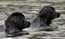 picture of 2 black Newfoundland dogs in the water